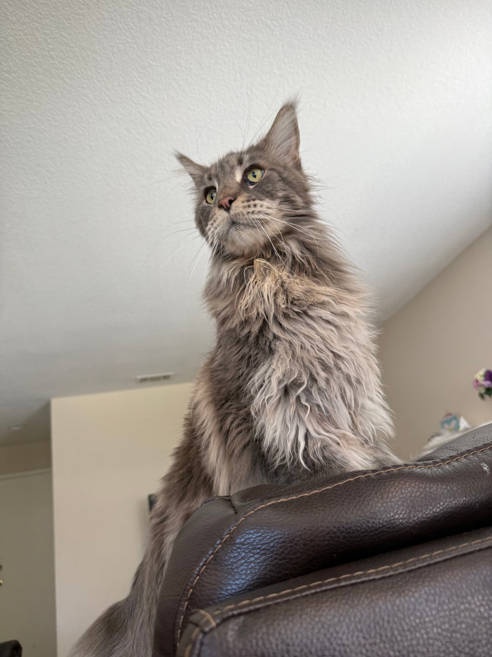 The Furry Supervisors We Meet on AC Service Calls image